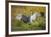 Sandhill Crane, Grus Canadensis Drying its Wings-Richard Wright-Framed Photographic Print