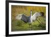 Sandhill Crane, Grus Canadensis Drying its Wings-Richard Wright-Framed Photographic Print