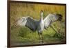 Sandhill Crane, Grus Canadensis Drying its Wings-Richard Wright-Framed Photographic Print