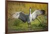 Sandhill Crane, Grus Canadensis Drying its Wings-Richard Wright-Framed Photographic Print