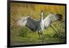 Sandhill Crane, Grus Canadensis Drying its Wings-Richard Wright-Framed Photographic Print