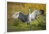 Sandhill Crane, Grus Canadensis Drying its Wings-Richard Wright-Framed Premium Photographic Print