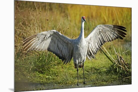 Sandhill Crane, Grus Canadensis Drying its Wings-Richard Wright-Mounted Premium Photographic Print