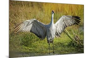 Sandhill Crane, Grus Canadensis Drying its Wings-Richard Wright-Mounted Premium Photographic Print