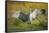 Sandhill Crane, Grus Canadensis Drying its Wings-Richard Wright-Framed Stretched Canvas