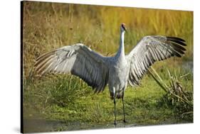 Sandhill Crane, Grus Canadensis Drying its Wings-Richard Wright-Stretched Canvas