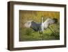 Sandhill Crane, Grus Canadensis Drying its Wings-Richard Wright-Framed Photographic Print