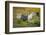 Sandhill Crane, Grus Canadensis Drying its Wings-Richard Wright-Framed Photographic Print