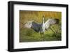 Sandhill Crane, Grus Canadensis Drying its Wings-Richard Wright-Framed Photographic Print