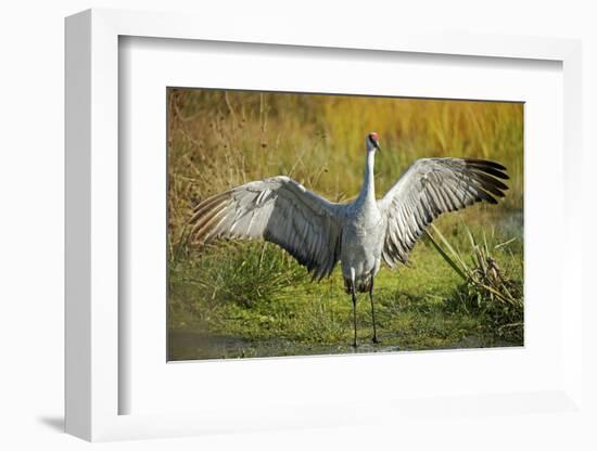 Sandhill Crane, Grus Canadensis Drying its Wings-Richard Wright-Framed Photographic Print