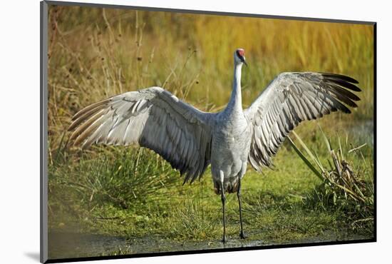 Sandhill Crane, Grus Canadensis Drying its Wings-Richard Wright-Mounted Photographic Print