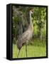 Sandhill Crane (Grus Canadensis), Everglades, Florida, United States of America, North America-Michael DeFreitas-Framed Stretched Canvas