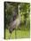 Sandhill Crane (Grus Canadensis), Everglades, Florida, United States of America, North America-Michael DeFreitas-Stretched Canvas