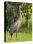 Sandhill Crane (Grus Canadensis), Everglades, Florida, United States of America, North America-Michael DeFreitas-Stretched Canvas