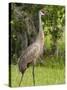 Sandhill Crane (Grus Canadensis), Everglades, Florida, United States of America, North America-Michael DeFreitas-Stretched Canvas