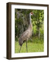 Sandhill Crane (Grus Canadensis), Everglades, Florida, United States of America, North America-Michael DeFreitas-Framed Photographic Print