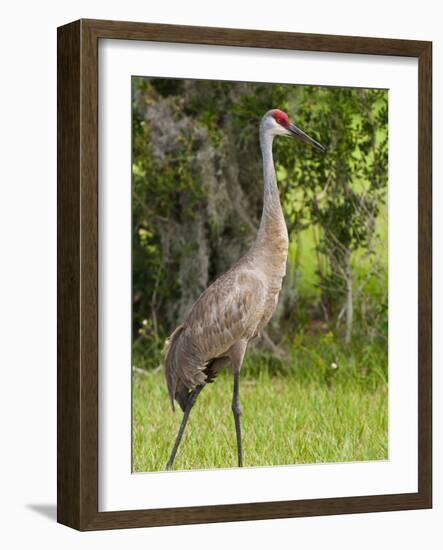 Sandhill Crane (Grus Canadensis), Everglades, Florida, United States of America, North America-Michael DeFreitas-Framed Photographic Print