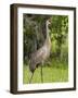 Sandhill Crane (Grus Canadensis), Everglades, Florida, United States of America, North America-Michael DeFreitas-Framed Photographic Print