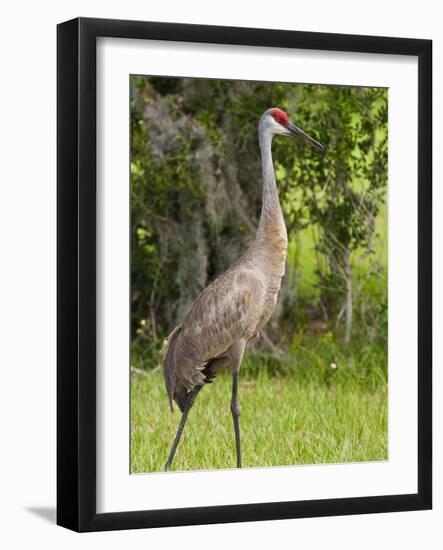 Sandhill Crane (Grus Canadensis), Everglades, Florida, United States of America, North America-Michael DeFreitas-Framed Photographic Print