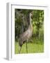 Sandhill Crane (Grus Canadensis), Everglades, Florida, United States of America, North America-Michael DeFreitas-Framed Photographic Print