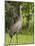 Sandhill Crane (Grus Canadensis), Everglades, Florida, United States of America, North America-Michael DeFreitas-Mounted Photographic Print