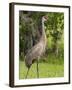Sandhill Crane (Grus Canadensis), Everglades, Florida, United States of America, North America-Michael DeFreitas-Framed Photographic Print