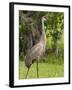 Sandhill Crane (Grus Canadensis), Everglades, Florida, United States of America, North America-Michael DeFreitas-Framed Photographic Print