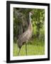 Sandhill Crane (Grus Canadensis), Everglades, Florida, United States of America, North America-Michael DeFreitas-Framed Photographic Print