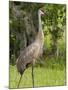 Sandhill Crane (Grus Canadensis), Everglades, Florida, United States of America, North America-Michael DeFreitas-Mounted Photographic Print