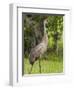 Sandhill Crane (Grus Canadensis), Everglades, Florida, United States of America, North America-Michael DeFreitas-Framed Photographic Print