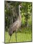 Sandhill Crane (Grus Canadensis), Everglades, Florida, United States of America, North America-Michael DeFreitas-Mounted Photographic Print