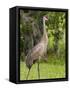 Sandhill Crane (Grus Canadensis), Everglades, Florida, United States of America, North America-Michael DeFreitas-Framed Stretched Canvas