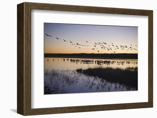 Sandhill Crane (Grus canadensis) flock, Bosque del Apache National Wildlife Refuge-David Tipling-Framed Photographic Print