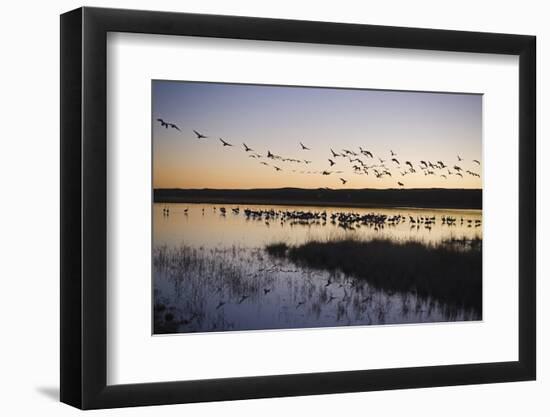 Sandhill Crane (Grus canadensis) flock, Bosque del Apache National Wildlife Refuge-David Tipling-Framed Photographic Print