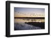 Sandhill Crane (Grus canadensis) flock, Bosque del Apache National Wildlife Refuge-David Tipling-Framed Photographic Print