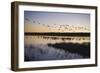 Sandhill Crane (Grus canadensis) flock, Bosque del Apache National Wildlife Refuge-David Tipling-Framed Photographic Print