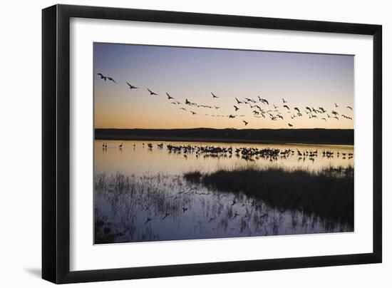 Sandhill Crane (Grus canadensis) flock, Bosque del Apache National Wildlife Refuge-David Tipling-Framed Photographic Print