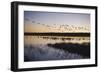 Sandhill Crane (Grus canadensis) flock, Bosque del Apache National Wildlife Refuge-David Tipling-Framed Photographic Print