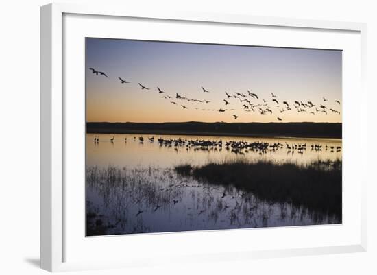 Sandhill Crane (Grus canadensis) flock, Bosque del Apache National Wildlife Refuge-David Tipling-Framed Photographic Print