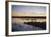 Sandhill Crane (Grus canadensis) flock, Bosque del Apache National Wildlife Refuge-David Tipling-Framed Photographic Print