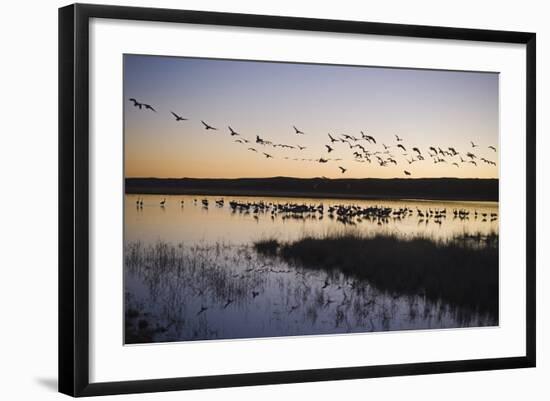 Sandhill Crane (Grus canadensis) flock, Bosque del Apache National Wildlife Refuge-David Tipling-Framed Photographic Print