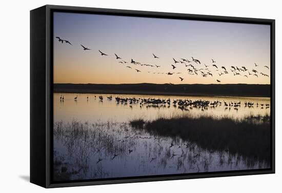 Sandhill Crane (Grus canadensis) flock, Bosque del Apache National Wildlife Refuge-David Tipling-Framed Stretched Canvas