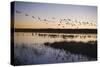 Sandhill Crane (Grus canadensis) flock, Bosque del Apache National Wildlife Refuge-David Tipling-Stretched Canvas