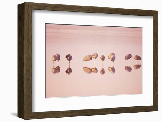 Sandhill Crane (Grus canadensis) flock, roosting in water at sunrise, New Mexico-Bill Coster-Framed Photographic Print