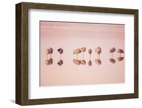 Sandhill Crane (Grus canadensis) flock, roosting in water at sunrise, New Mexico-Bill Coster-Framed Photographic Print