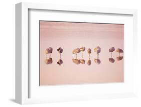 Sandhill Crane (Grus canadensis) flock, roosting in water at sunrise, New Mexico-Bill Coster-Framed Photographic Print
