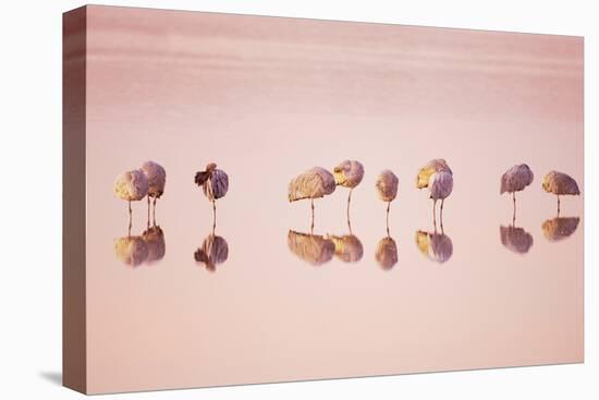 Sandhill Crane (Grus canadensis) flock, roosting in water at sunrise, New Mexico-Bill Coster-Stretched Canvas