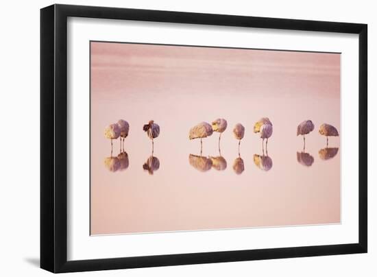 Sandhill Crane (Grus canadensis) flock, roosting in water at sunrise, New Mexico-Bill Coster-Framed Photographic Print