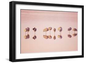 Sandhill Crane (Grus canadensis) flock, roosting in water at sunrise, New Mexico-Bill Coster-Framed Photographic Print