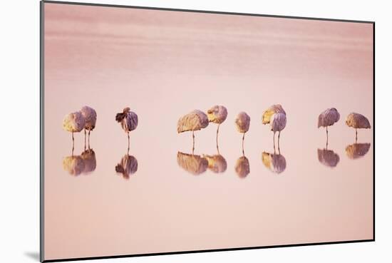 Sandhill Crane (Grus canadensis) flock, roosting in water at sunrise, New Mexico-Bill Coster-Mounted Photographic Print